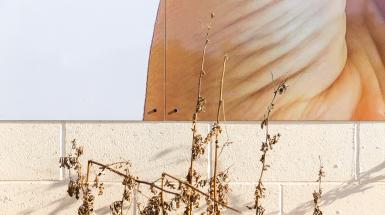 detail view of waterloo installation with a close up of the hand, and dried weeds against the wall