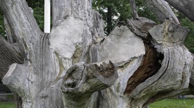 close up image of the Khortitsa oak tree in Zaporizhzhia, drowning on dry land, the trunk patched with concrete