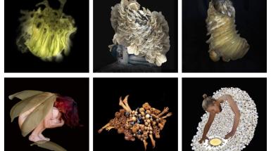 zest artist collective members embodying different insect forms in a grid of six images