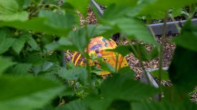 Peeking at the orange and yellow box through greenery.