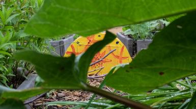 Peeking at the orange and yellow box through greenery.