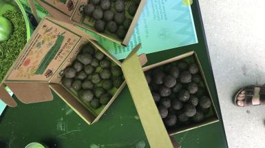 Small boxes of seedbombs free to take by visitors.