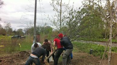 Five men planting a tree. 