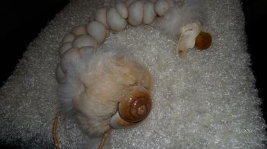 A indistinguishable creature made of nylon, fur, shells, and more 