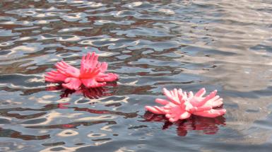 Flowers made of pink hand sculptures floating on water. 