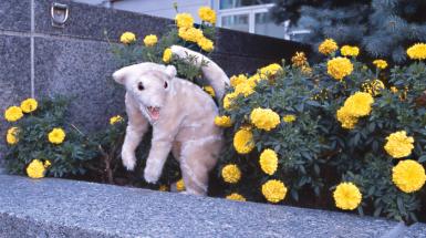 A plush beast in flower bed