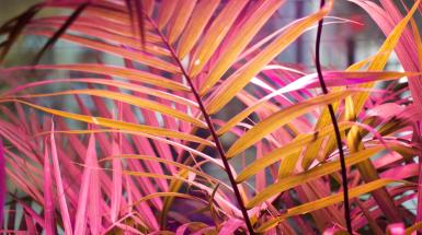 Closeup of tropical plants lit by pink LED lights.