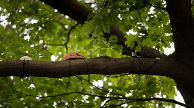 Looking up into deciduous tree branches, a beige shell of some kind is tied to a tree limb, with environmental sensors tied nearby.