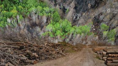 Digital composite image of logged trees. 