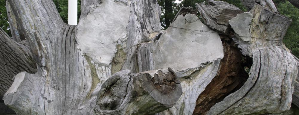 close up image of the Khortitsa oak tree in Zaporizhzhia, drowning on dry land, the trunk patched with concrete