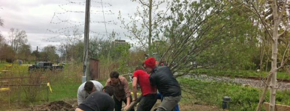Five men planting a tree. 