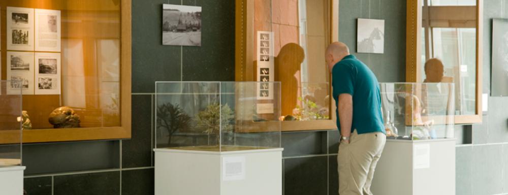 A wall with four shadow boxes and three plinths. That feature a variety of images and natural objects. 