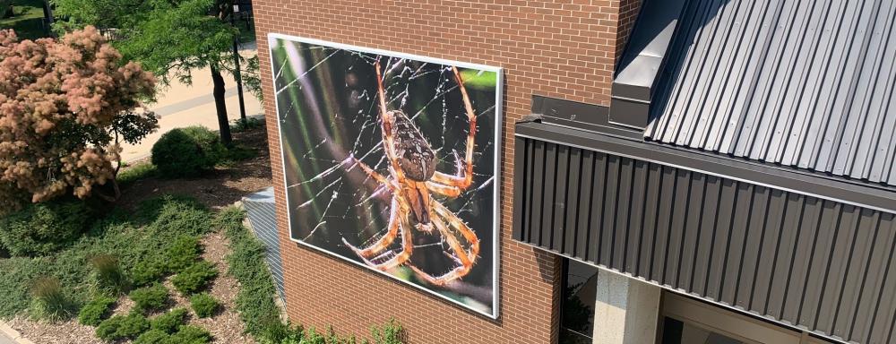 Installation of spider hanging on web upon a brick wall. 