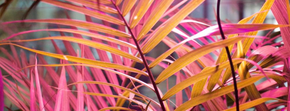 Closeup of tropical plants lit by pink LED lights.