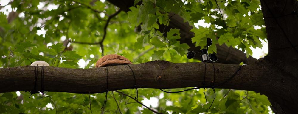 Looking up into deciduous tree branches, a beige shell of some kind is tied to a tree limb, with environmental sensors tied nearby.