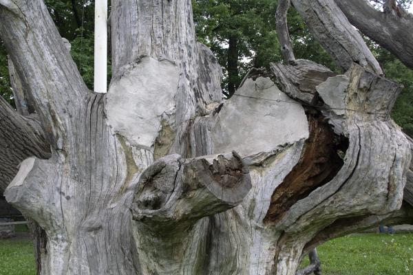 close up image of the Khortitsa oak tree in Zaporizhzhia, drowning on dry land, the trunk patched with concrete